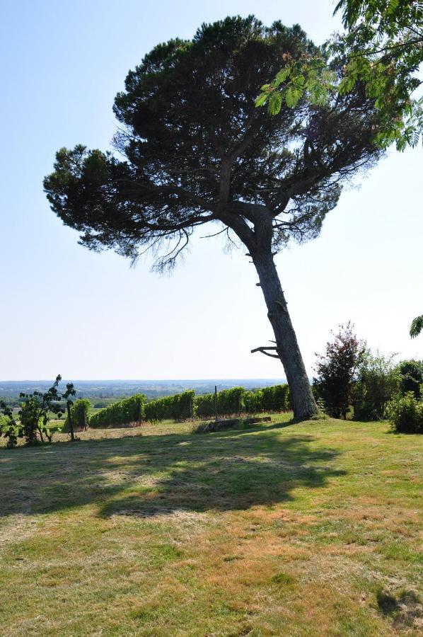 Clos Saint Sauveur - Guesthouse Au Coeur Des Vignes Sur Le Coteau Luaran gambar